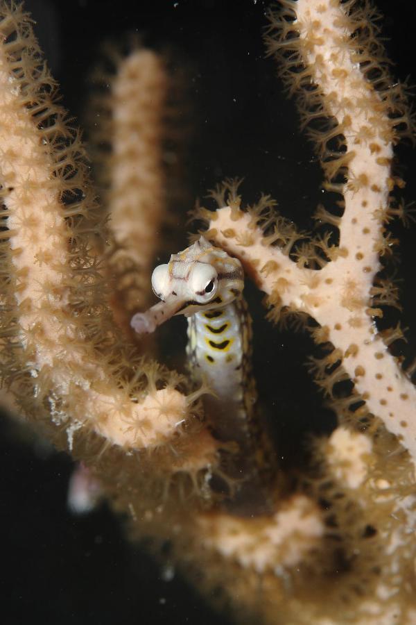 Araya Dive Resort Togean Bomba Exteriör bild