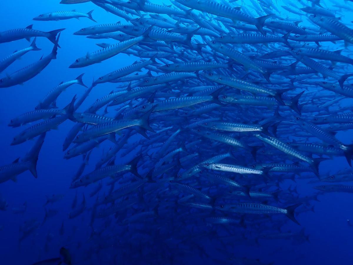 Araya Dive Resort Togean Bomba Exteriör bild